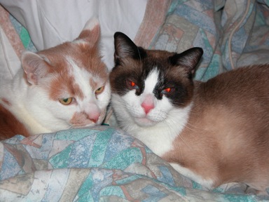 Bandit%20and%20Sam%202005