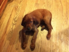 Casey age 4 mos